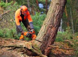 Best Arborist Consultation Services  in Arlington, OH