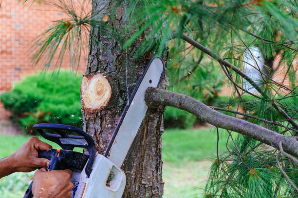 Best Tree Maintenance Programs  in Arlington, OH